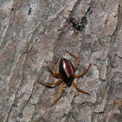 Iridomyrmex rufoniger