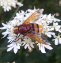 Volucella zonaria