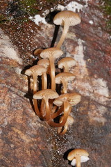 Mycena tuvara