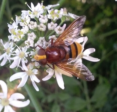 Volucella zonaria