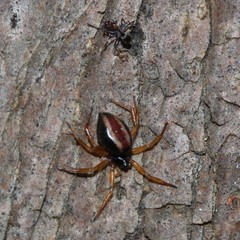 Iridomyrmex rufoniger