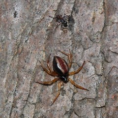 Iridomyrmex rufoniger