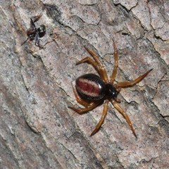 Iridomyrmex rufoniger