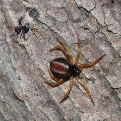 Iridomyrmex rufoniger