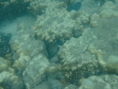 Cephalopholis formosa