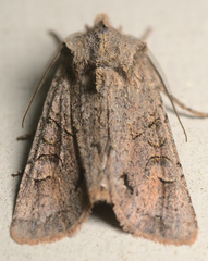 Ichneutica skelloni