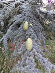 Cedrus brevifolia