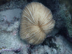 Fungia fungites