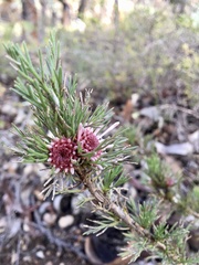 Isopogon asper