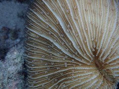 Fungia fungites