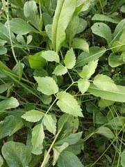 Ostericum palustre