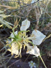Nigella gallica