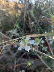 Nigella gallica
