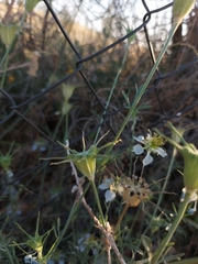 Nigella gallica