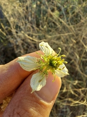 Nigella gallica