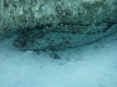 Epinephelus quoyanus