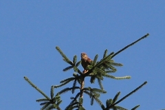 Falconidae