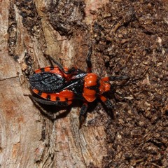 Tegea atropicta