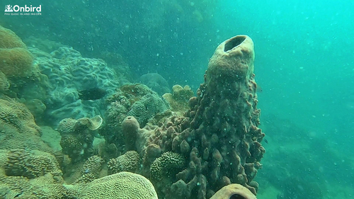 Barrel Sponge