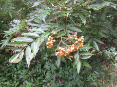 Sorbus commixta
