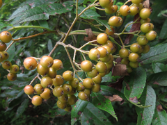 Sorbus commixta