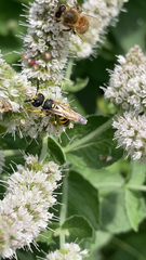Philanthus triangulum