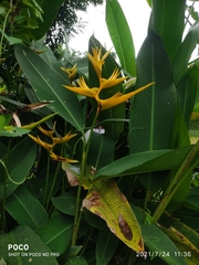Heliconia × nickeriensis