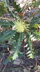 Banksia armata