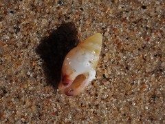 Graphicomassa ligula