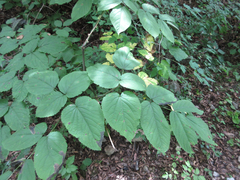 Aralia continentalis