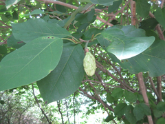 Magnolia sieboldii