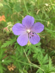 Geranium pratense