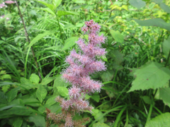 Astilbe rubra