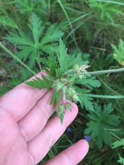 Geranium pratense