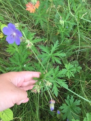 Geranium pratense