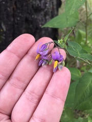 Solanum dulcamara