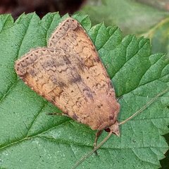 Diarsia