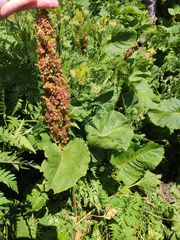Rumex alpinus