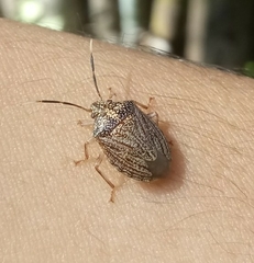 Antiteuchus sepulcralis