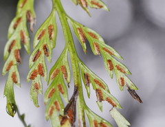 Asplenium gracillimum