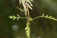 Asplenium gracillimum