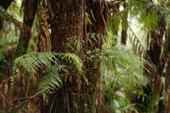 Asplenium gracillimum