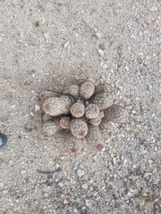 Escobaria alversonii