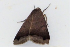 Ophiusa triphaenoides