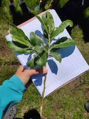 Salix laggeri