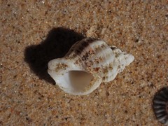 Coralliophila squamosissima