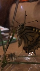 Papilio machaon