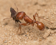 Pogonomyrmex subnitidus