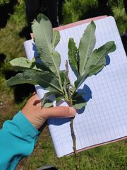 Salix laggeri