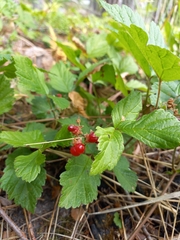Rubus saxatilis